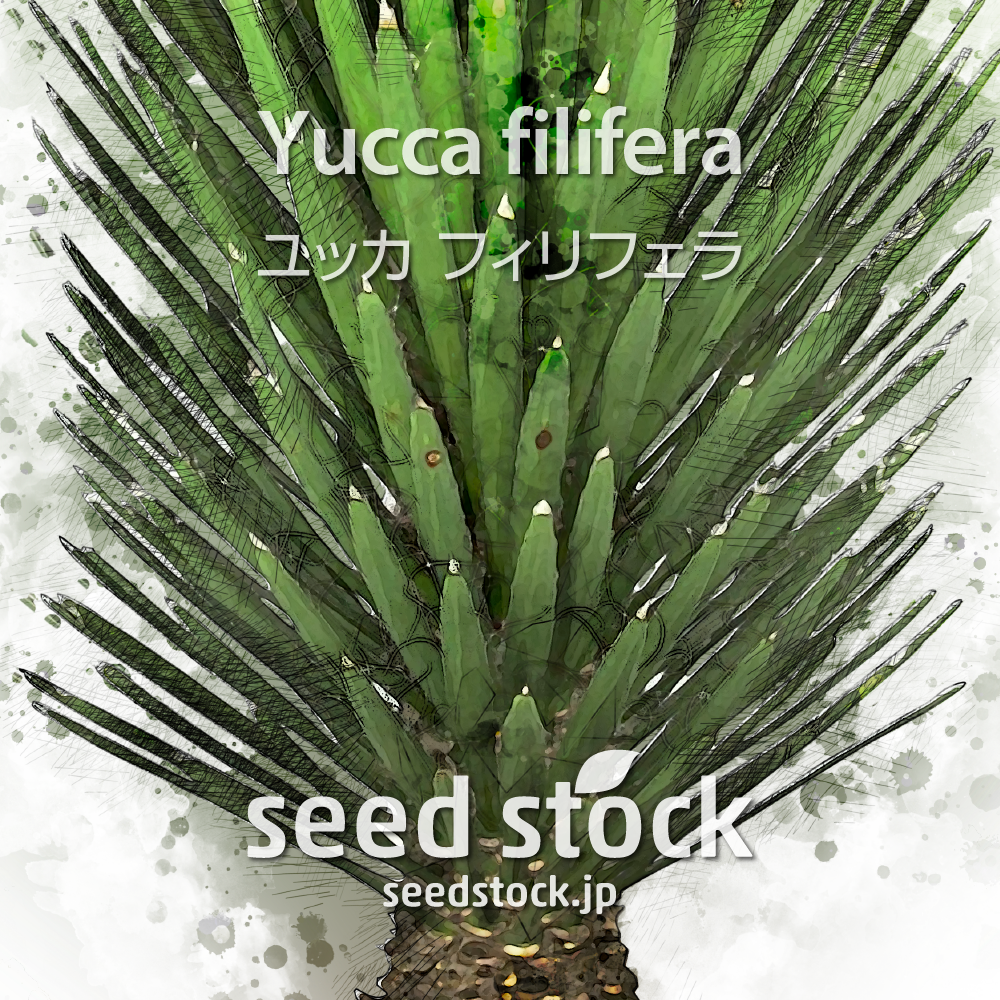 種子] ユッカ フィリフェラ Yucca filifera | ドライガーデン 耐寒性