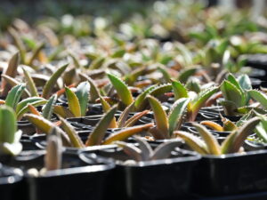 アガベ・オアハカ実生とは？特徴と育て方・購入の注意点 - セドリック