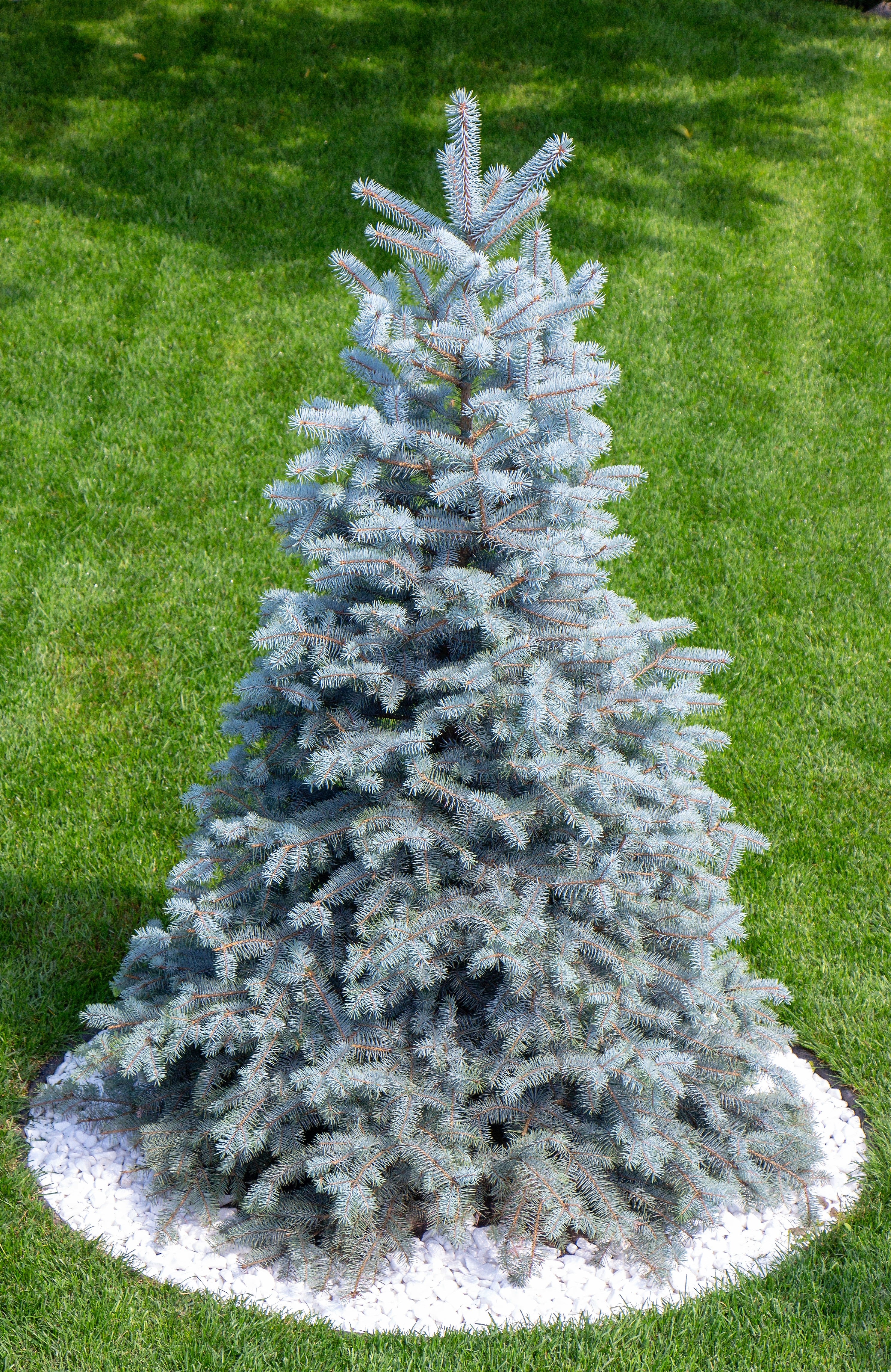 50 Colorado BLUE SPRUCE Tree Picea Pungens Glauca Christmas Tree