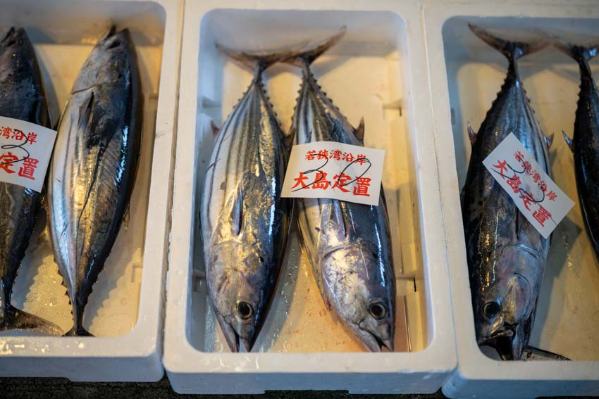 小浜の水揚げ】シロサバフグが登場／シイラ・バレン中心｜2025/09/24