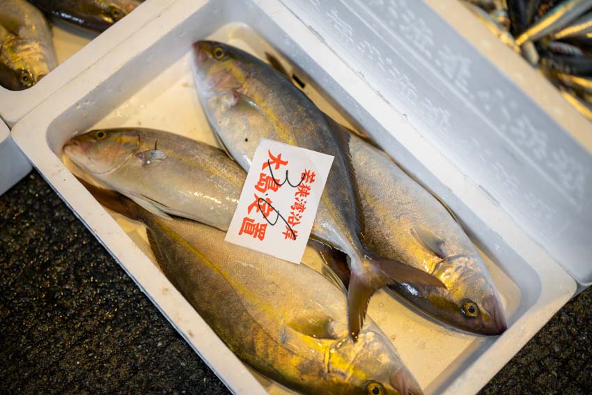 小浜の水揚げ】シロサバフグが登場／シイラ・バレン中心｜2025/09/24