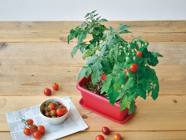 ENJOY PLANTER VEGE - 聖新陶芸株式会社｜栽培キットの企画・製造・販売