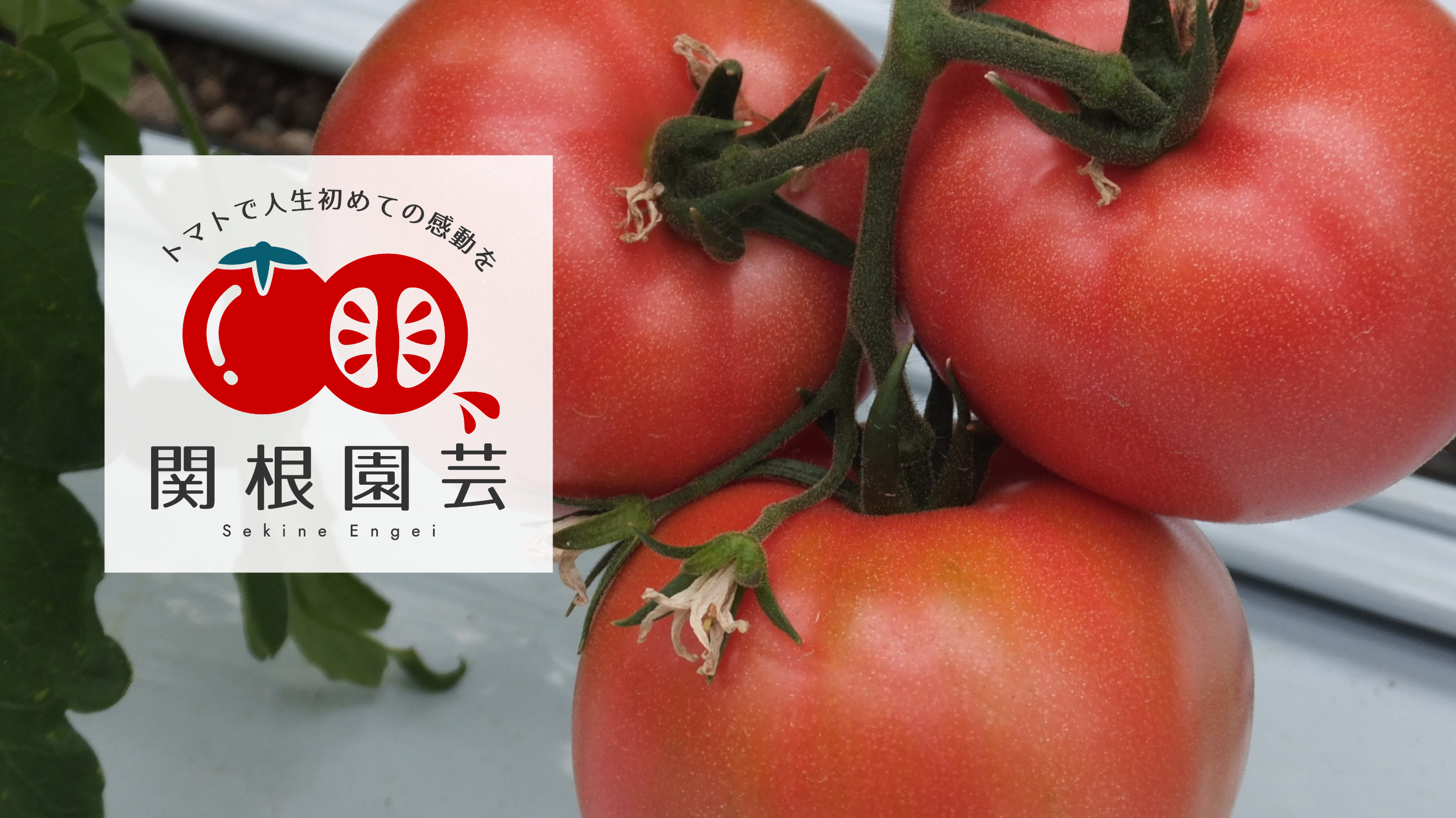 関根園芸-トマトで人生初めての感動を(上尾市平方）