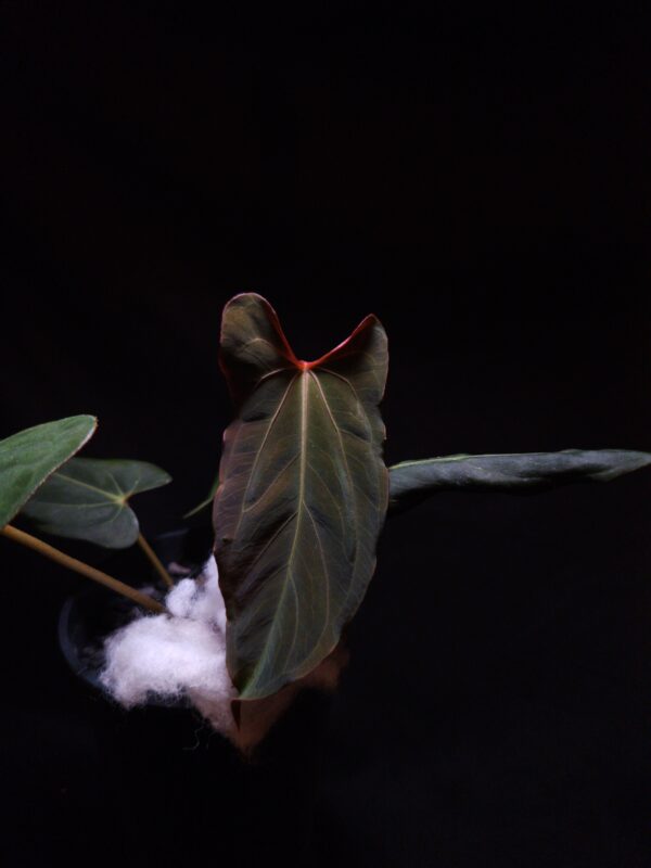 Anthurium FS x RL by JV | Selawase Aroid