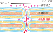 APPROACH X & APPBで叶える、未来のキレイ! | きれいのレシピ by