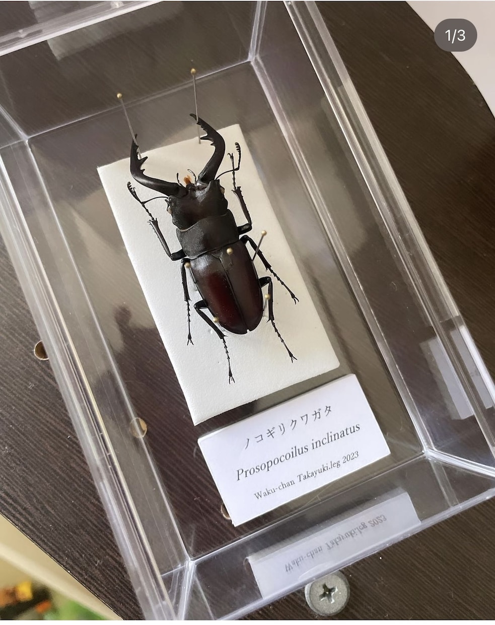 クワガタやカブトムシなどの昆虫標本作成します インテリアとして