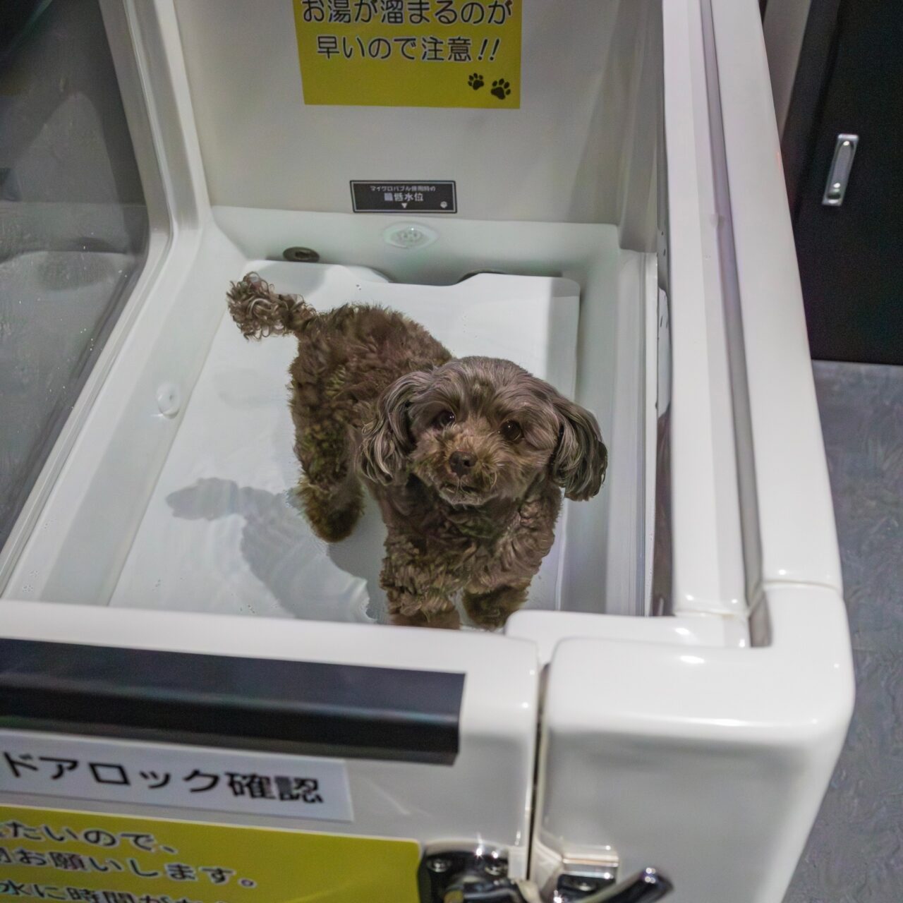 世田谷区】愛犬家のためのセルフ式ドッグスパ「DOG WAN（ドッグワン