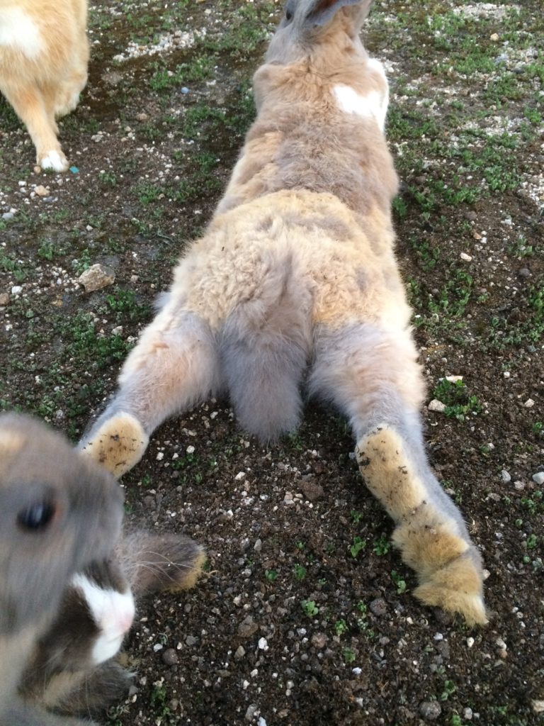 大久野島のうさぎさんの魅力「うさけつ」 | 瀬戸内うさぎ商店