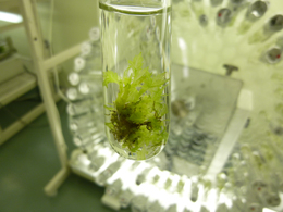 奥村土牛《醍醐》ゆかりの桜を山種美術館に記念植樹住友林業が組織培養