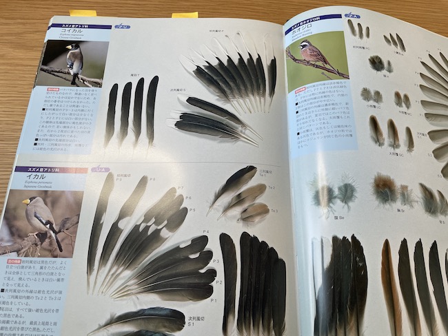 ブックレビュー】原寸大写真図鑑 羽 増補改訂版／叶内拓哉・高田勝