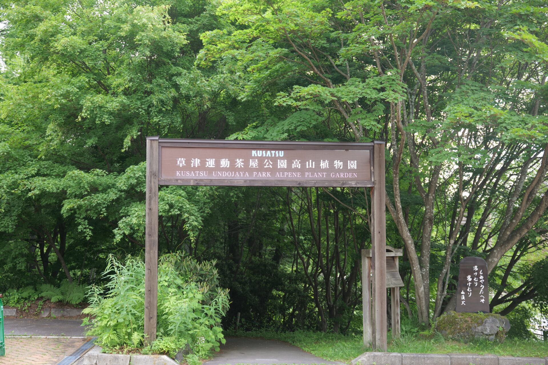 コマクサの様子 2024年6月26日(水)道の駅草津運動茶屋公園にて撮影