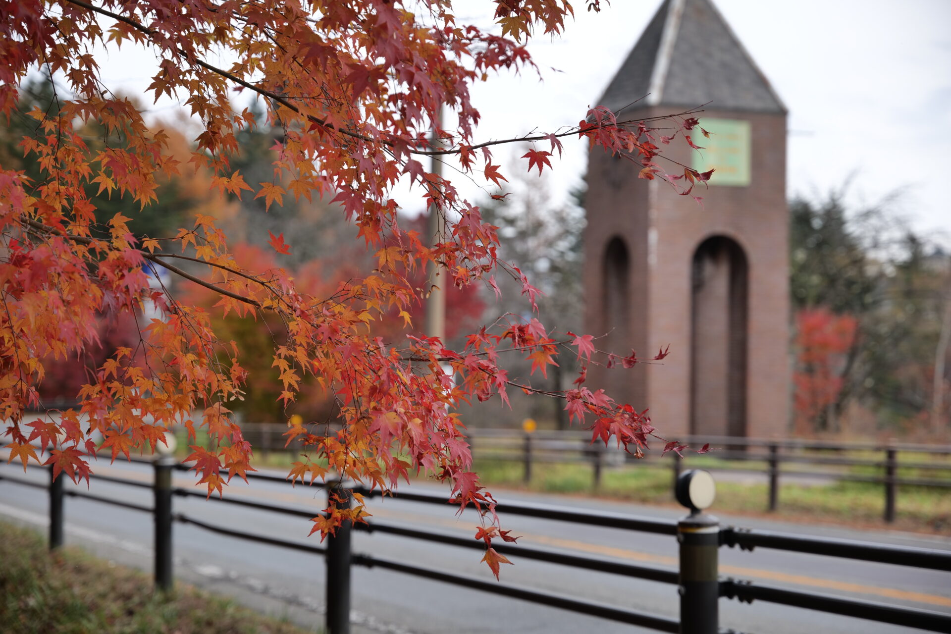 まだまだ楽しめます！道の駅草津運動茶屋公園での紅葉 2024年11月15日
