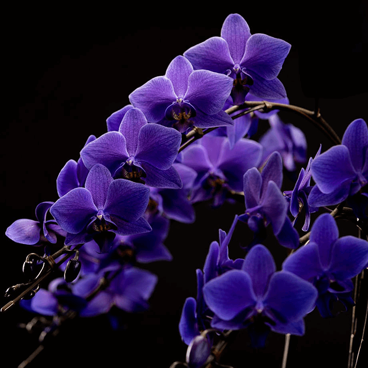 ミディ胡蝶蘭】世界初の青色コチョウラン｜ブルージーン（BLUE GENE
