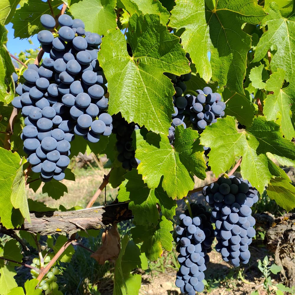 ボジョレーヌーヴォー2025 赤 フランス(ボジョレー) オーガニック