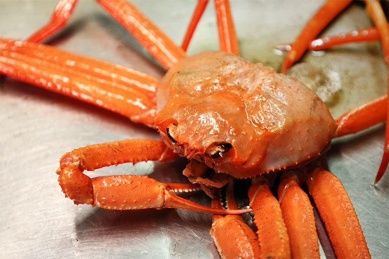 新潟直送計画】村上産 茹で紅ズワイガニ（冷蔵・冷凍） – 漁師直送 昭和丸