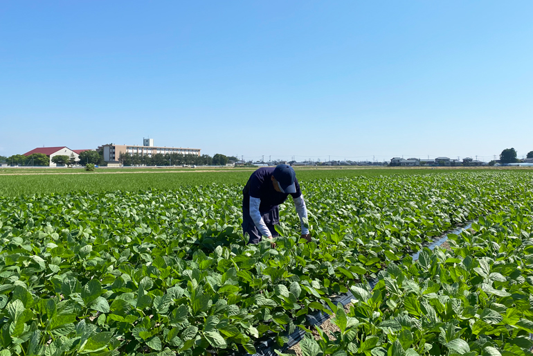 新潟直送計画】野崎農園の通販 ギフト お取り寄せ