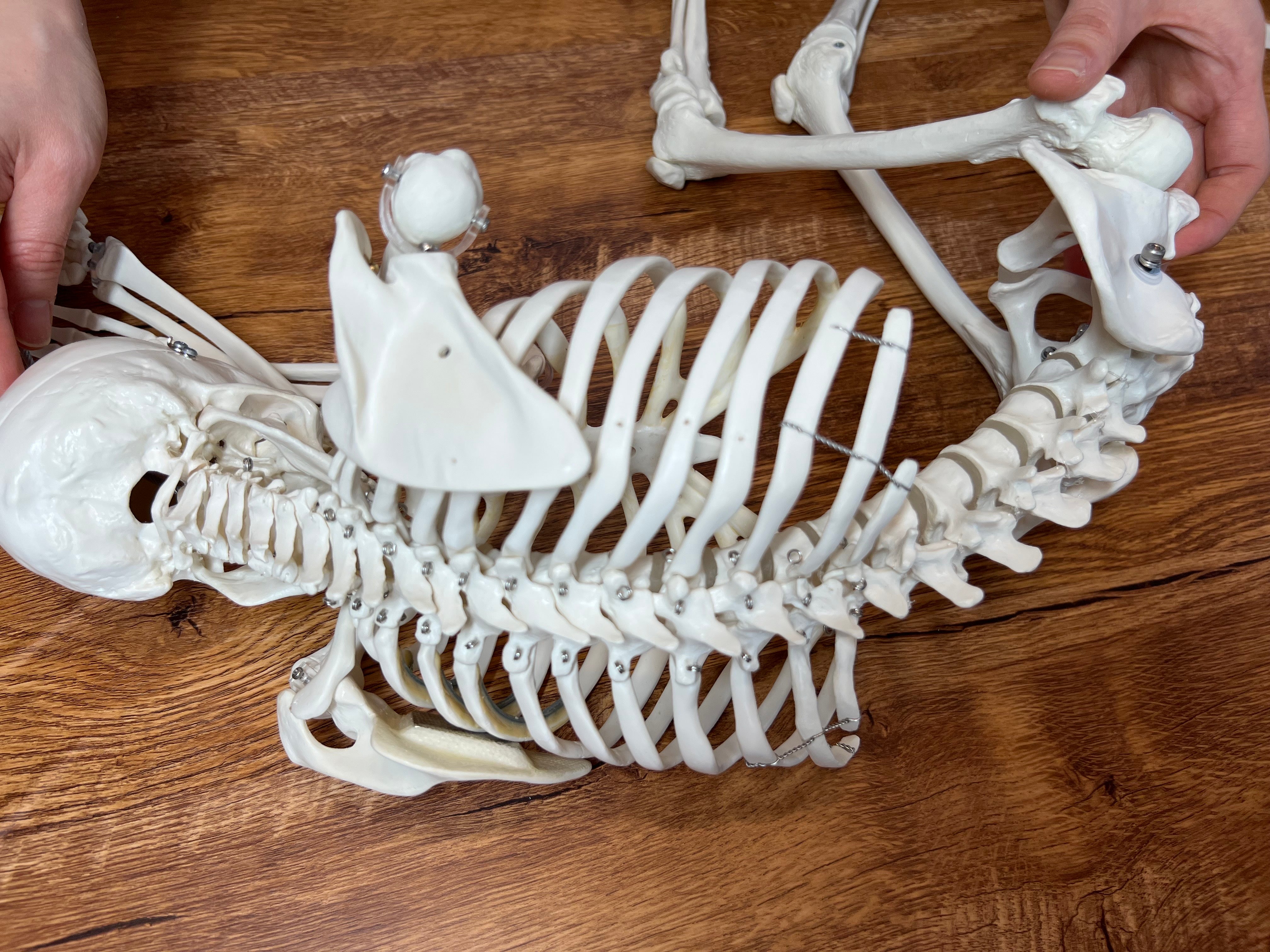 フルカスタム商品】Ninja Anatomy - 骨格模型本体＋背骨改造＋顎関節