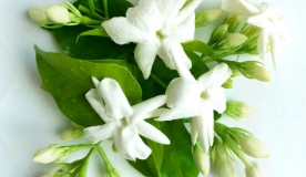 No.1 Jasmine Sambac オーデパルファム 8ml(8ml): クレイジージャスミン