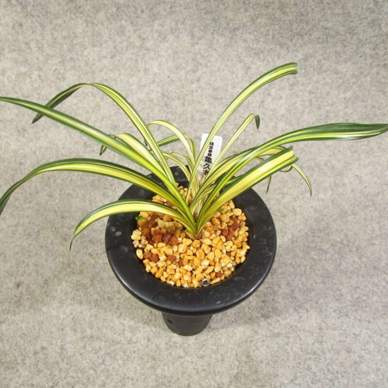 韓国春蘭柄物 チャボ | 東洋蘭専門店 京都蘭センター｜オンラインショップ