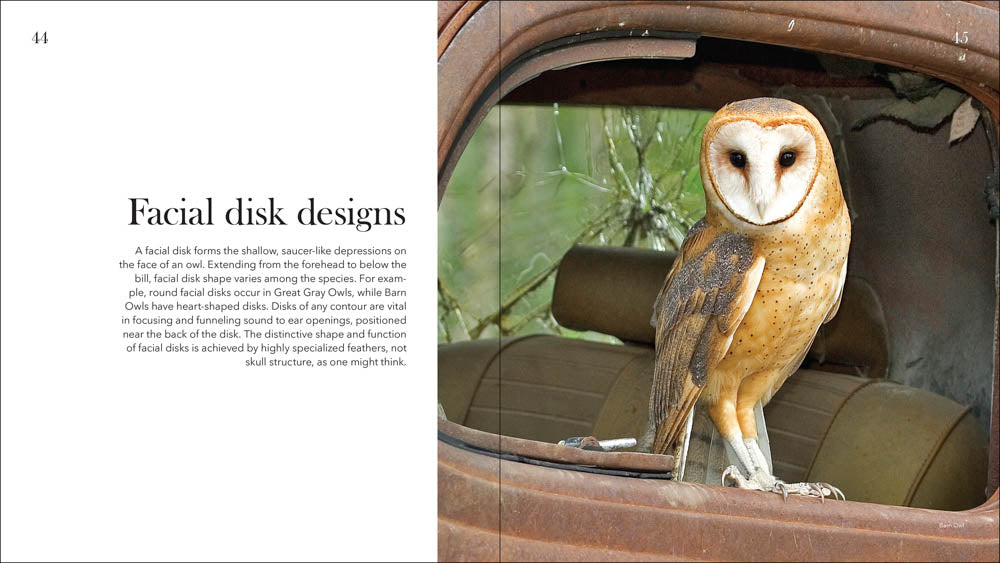 Owls: The Majestic Hunters – The Peregrine Fund