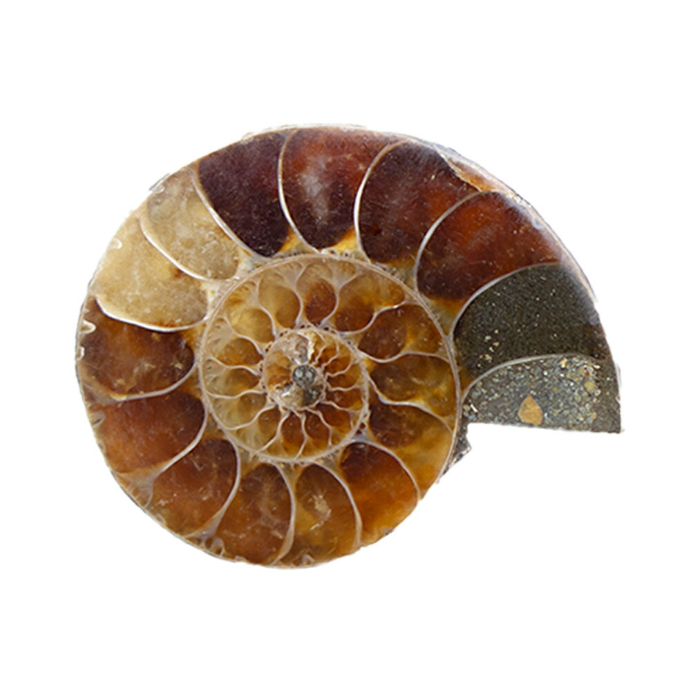 楽天市場】形状お任せ マダガスカル産 アンモナイト 1個 ジュラ紀