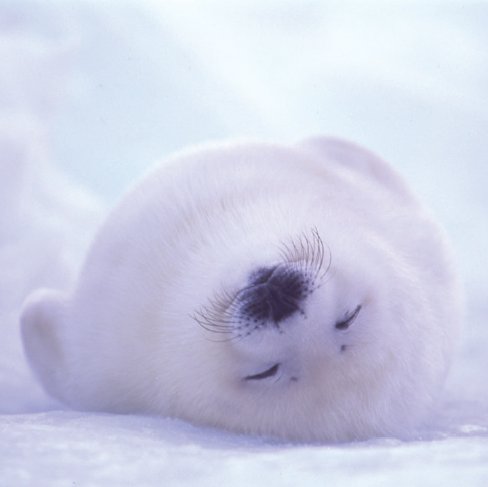 楽天市場】土田穣 絵画・アート(版画額装品)/みんな一緒にね/ウサギ