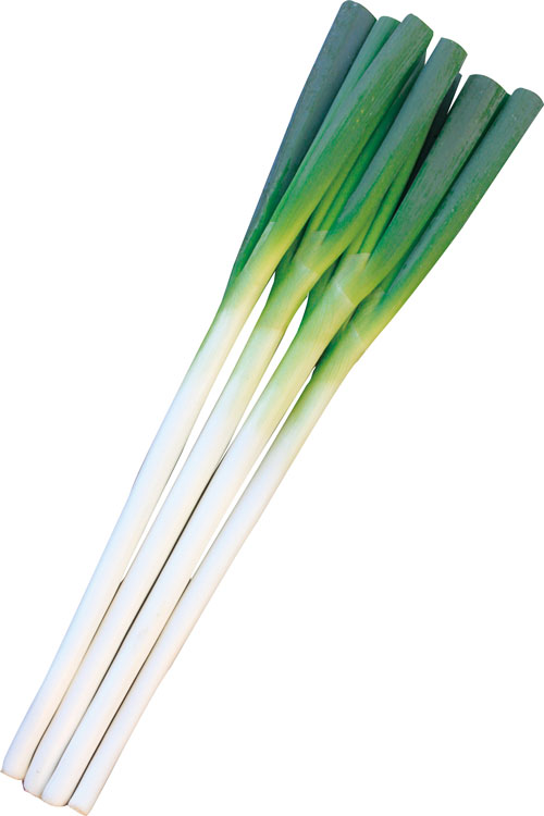 楽天市場】ネギ 関羽一本太 【コート5000粒】 トーホク 営利用 プロ