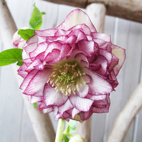 楽天市場】クリスマスローズ ダブル 開花株 多弁ピンクグラデーション