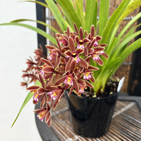 楽天市場】ニホンミツバチ誘引蘭 東洋蘭 ミスマフェット 5号サイズ