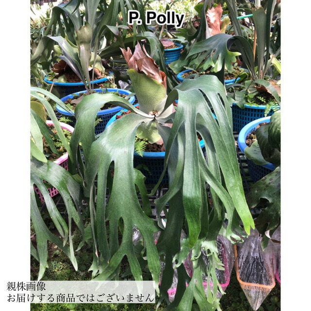 楽天市場】(現品) ビカクシダ グランデ (No.40885) (コウモリラン 観葉