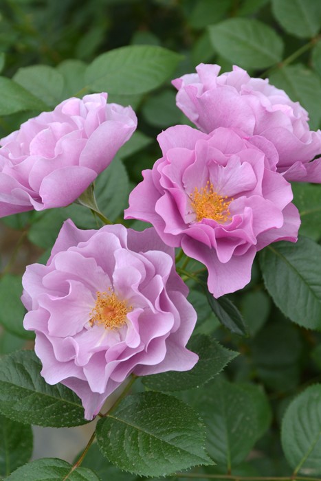 楽天市場】バラ苗【中苗】あおいのうえ【葵の上】 国産苗 6号鉢植え品