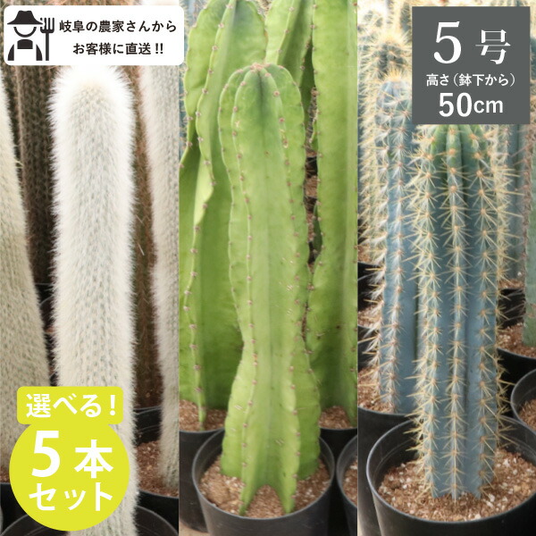 楽天市場】柱サボテン 吹雪柱 ロングタイプ（鉢下から80cm） 5号鉢