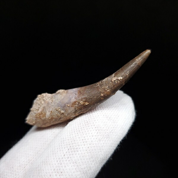 楽天市場】【送料無料】【プレシオサウルス/化石/歯/恐竜】 プレシオ