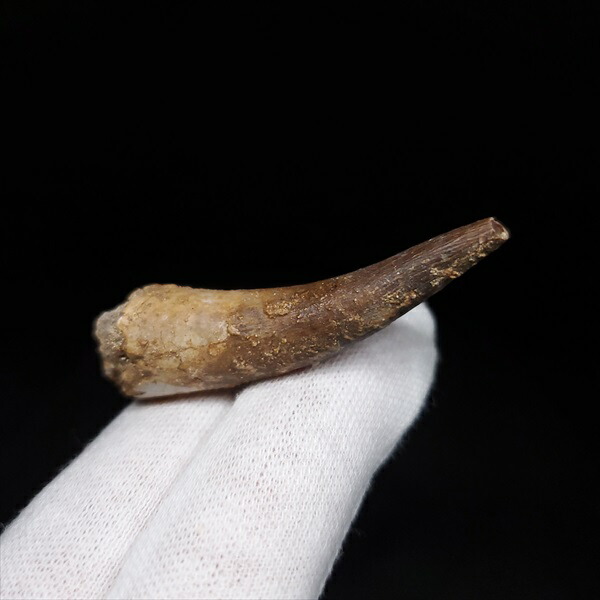 楽天市場】【送料無料】【ジョバリア /歯/化石/恐竜】 極上 ジョバリア