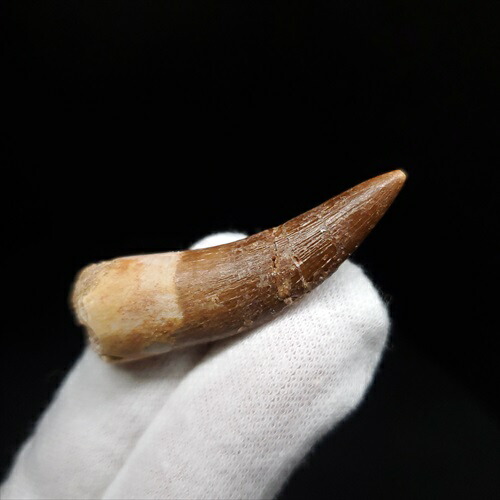 楽天市場】【送料無料】【コエロフィシス/化石/恐竜/歯】希少