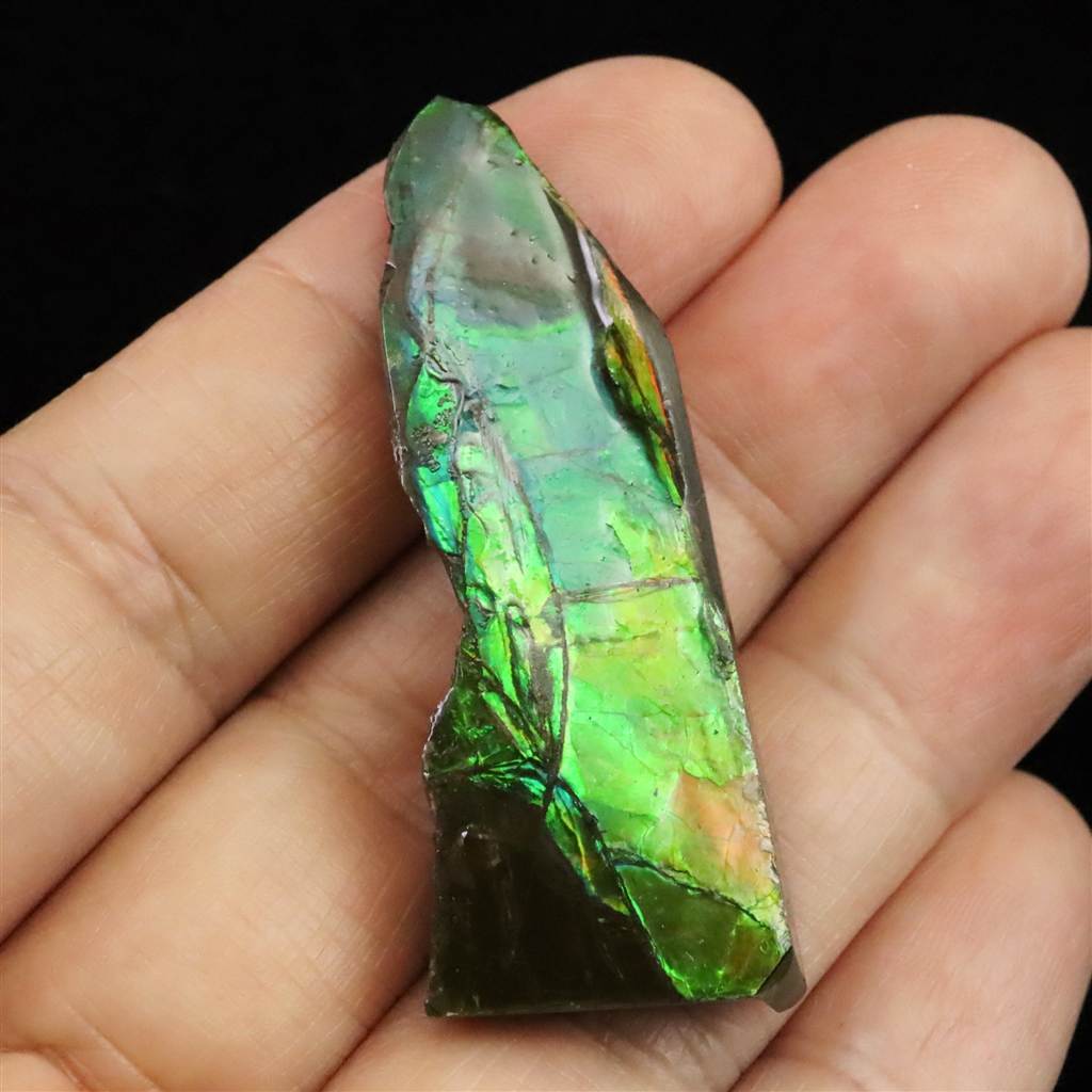 楽天市場】ロシア産 アンモナイト パイライト 化石 53mm 15.3g : 榎本通商