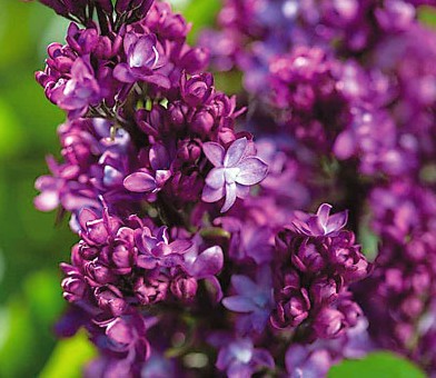 楽天市場】ライラック プレジデントグレビー 接木2年生 1本 : e-フラワー