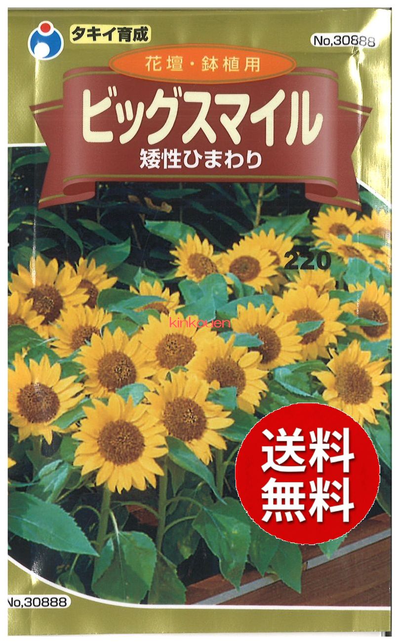 楽天市場】【緑肥・景観用】 ひまわり ヒマワリの種「キッズスマイル