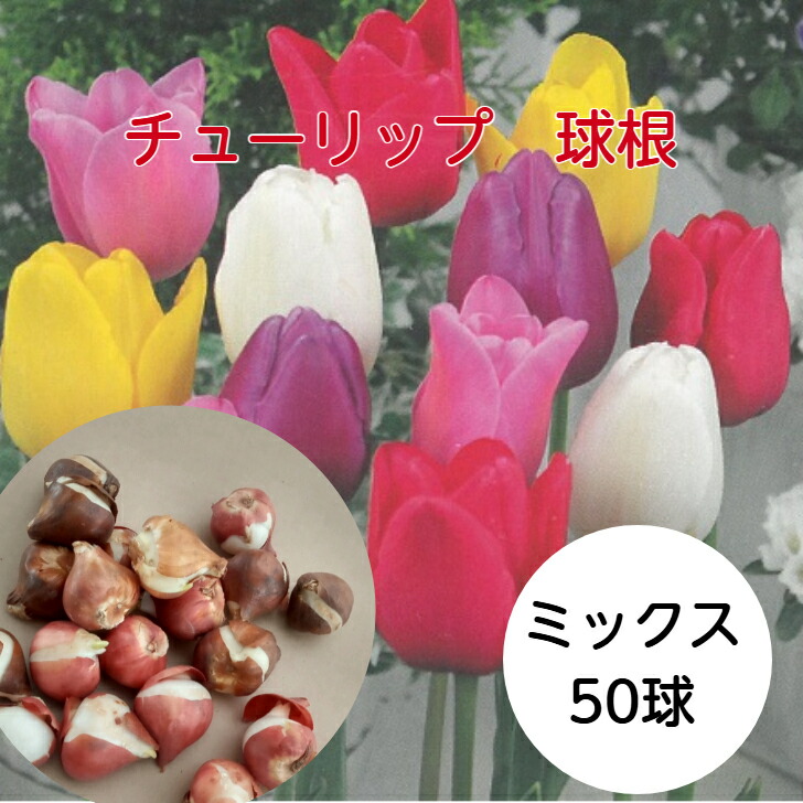 楽天市場】チューリップ三昧50球！おまかせチューリップ5種以上まぜ