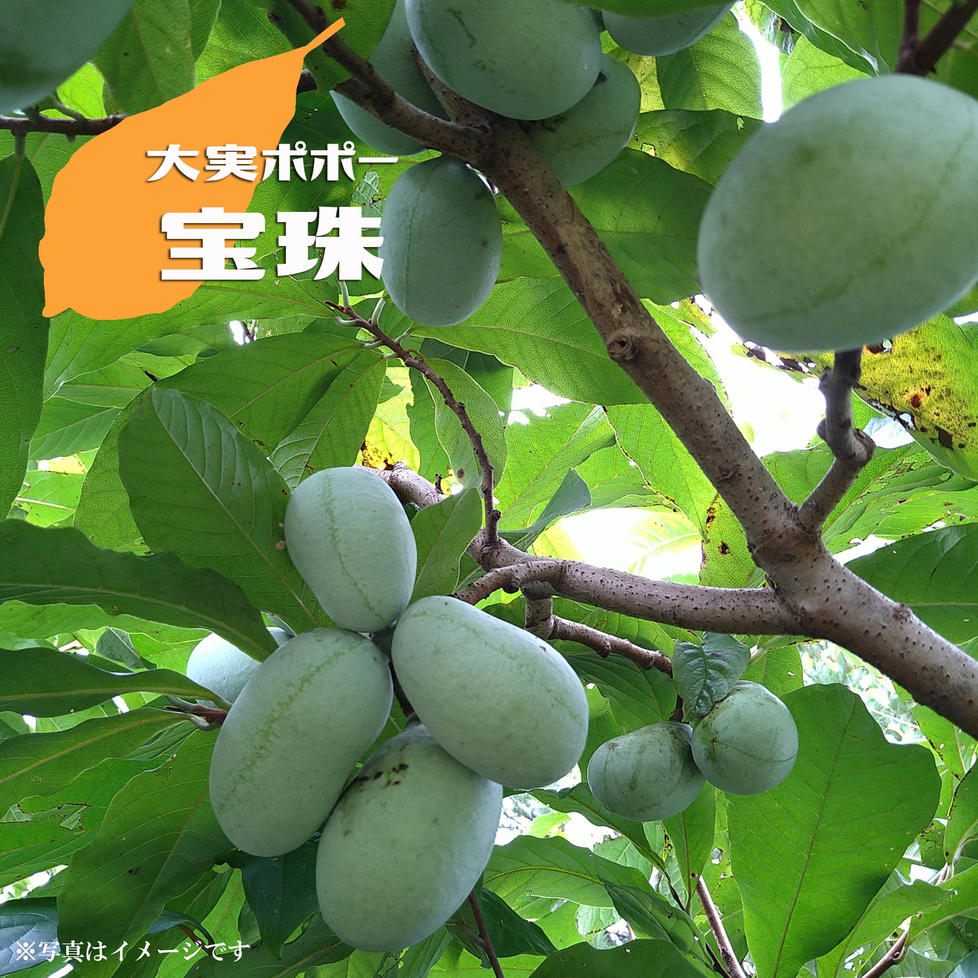 楽天市場】ポポー 苗木 【ミッチェル】 1年生接木苗 : 苗木部 by 花