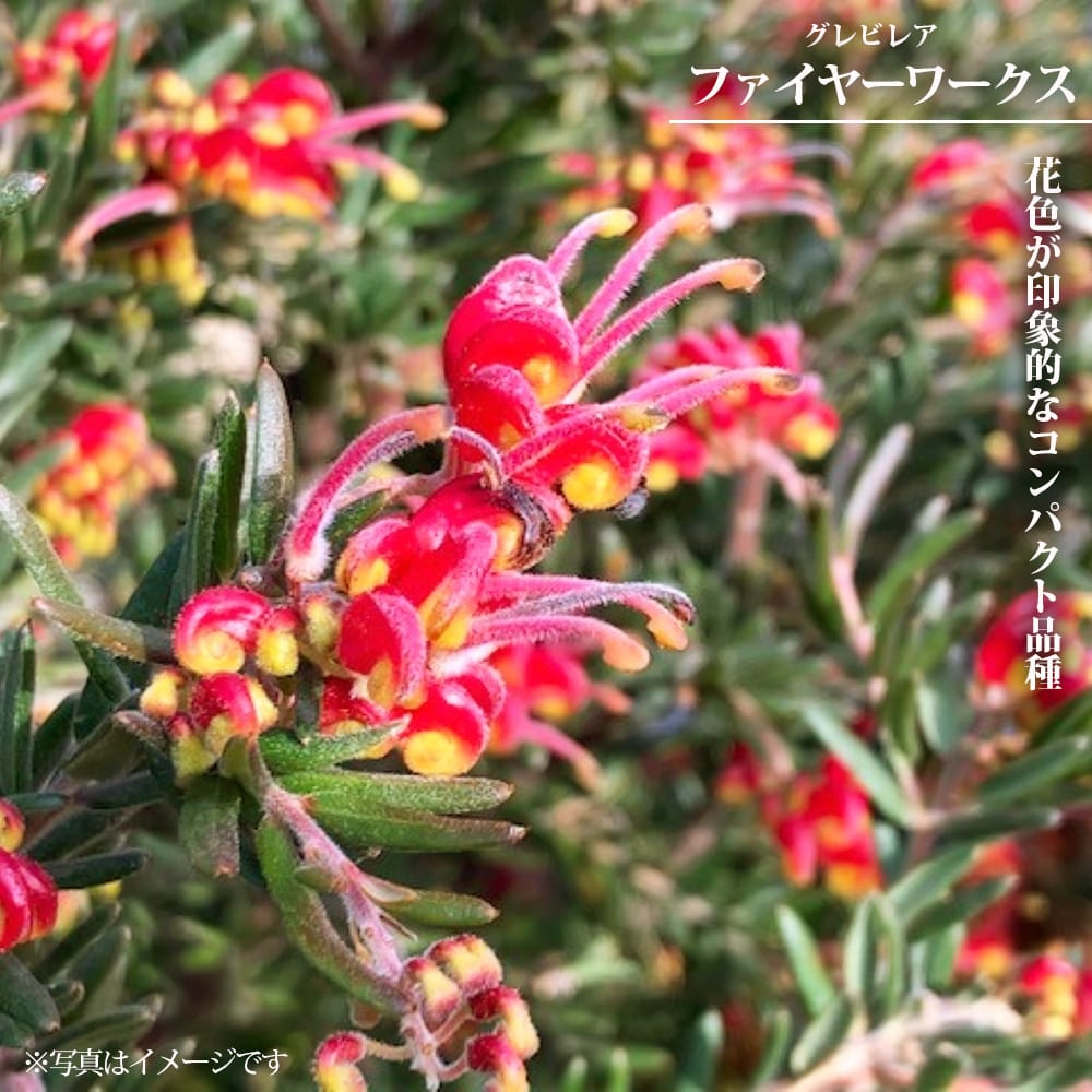 楽天市場】グレビレア 【ココナッツアイス】 4号ポット苗 : 苗木部