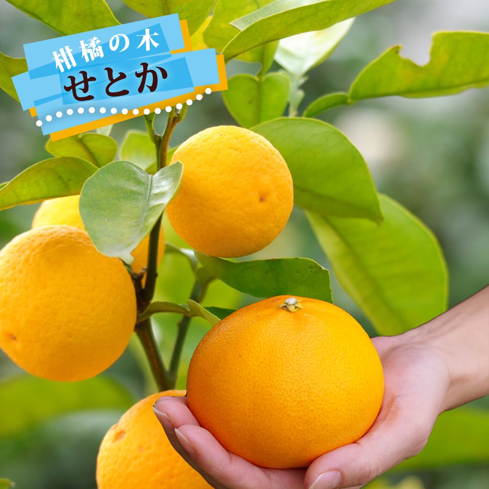 楽天市場】【せとか】 みかん 3年生接木大苗 【産地で剪定済 1.0m苗