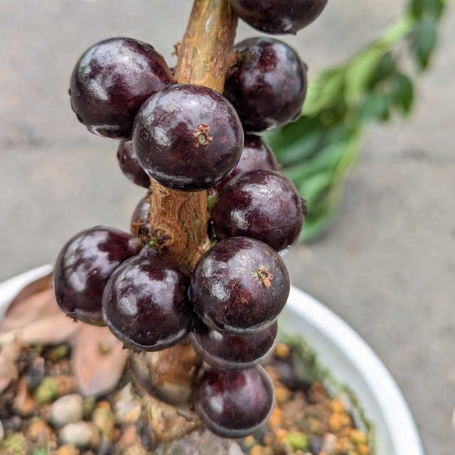 楽天市場】◇送料無料◇ ジャボチカバ 苗 【四季成り性 ジャボチカバ