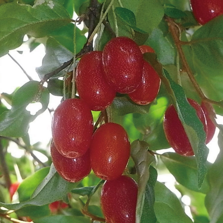 楽天市場】グミ 苗木 【ビックリグミ】 3年生 約1.3m 大苗 茱萸 胡頽子