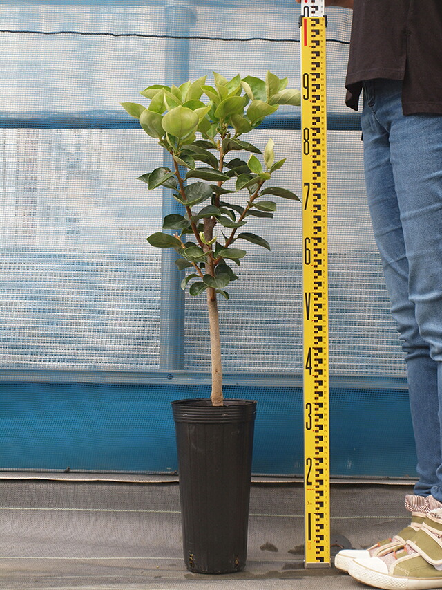 楽天市場】□優良2年生大苗□ 柿 苗木 【完全甘柿 太豊 （たいほう