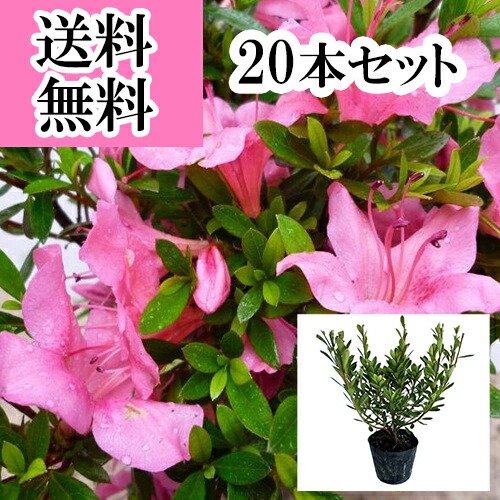 楽天市場】【送料無料】【5本セット】 サツキツツジ（さつき） 樹高0.3