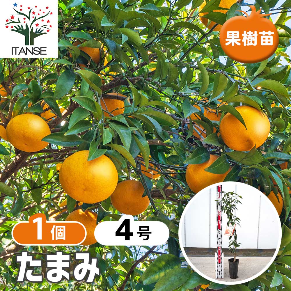 楽天市場】柑橘 『 橘 （ たちばな ） タチバナ 』 21cmポット接ぎ木苗