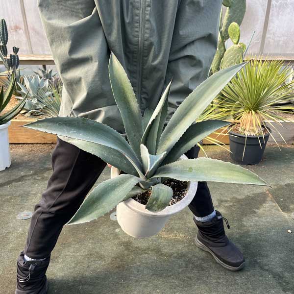 楽天市場】【送料無料】アガベ パリー 吉祥天 新築祝い 7号 ドライ