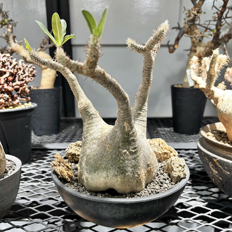 楽天市場】コーデックス：パキポディウム グラキリス×恵比寿笑い 実生