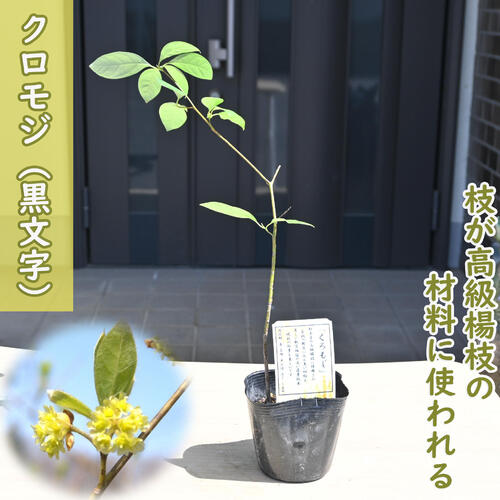 楽天市場】クロモジ 高さ約0.5m（鉢底から) 【サンプル画像】 同等品の